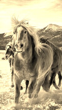 Szary + Sepia