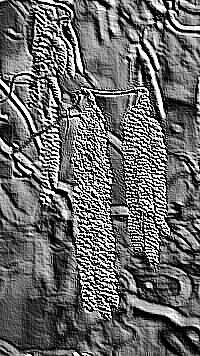 Skamielina