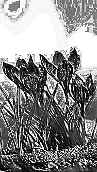 Skamielina