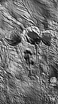 Skamielina