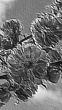 Skamielina