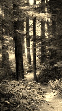 Szary + Sepia