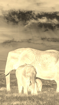 Sepia + Negatyw