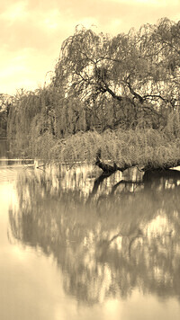 Szary + Sepia