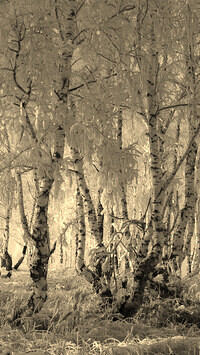 Szary + Sepia