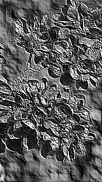 Skamielina
