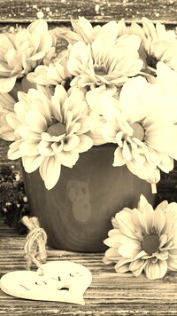 Szary + Sepia