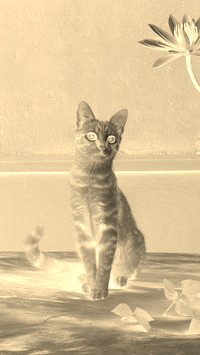 Sepia + Negatyw