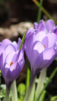 Oryginalny obrazek