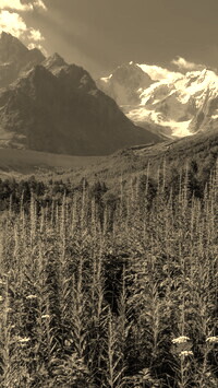 Szary + Sepia