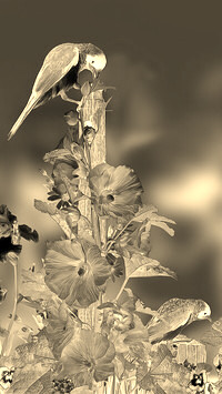 Sepia + Negatyw