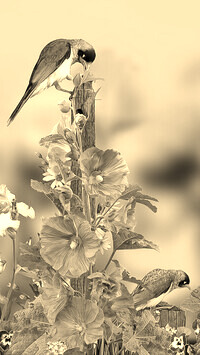 Szary + Sepia