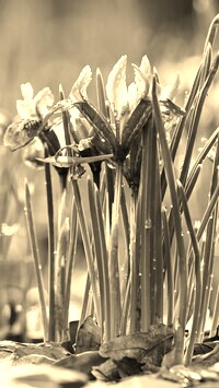 Szary + Sepia