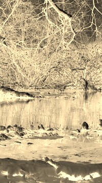 Sepia + Negatyw