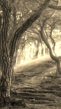 Szary + Sepia