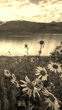 Sepia