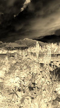 Sepia + Negatyw