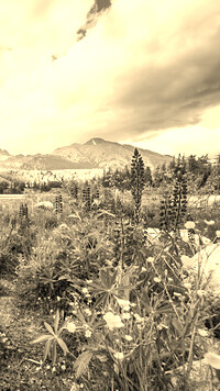 Sepia