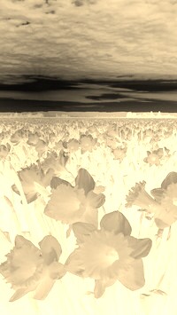 Sepia + Negatyw