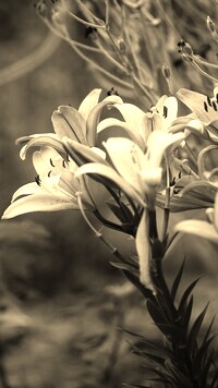 Szary + Sepia