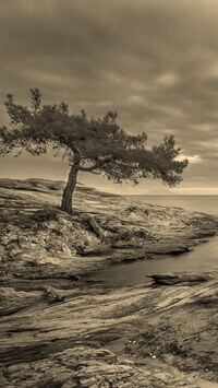 Szary + Sepia