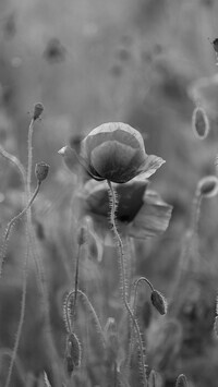 Szary