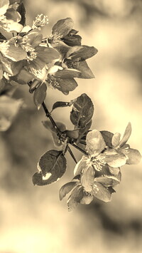 Szary + Sepia