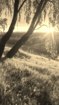 Szary + Sepia