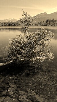 Szary + Sepia