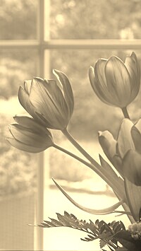Szary + Sepia