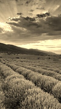 Szary + Sepia