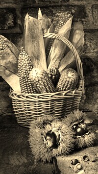 Szary + Sepia