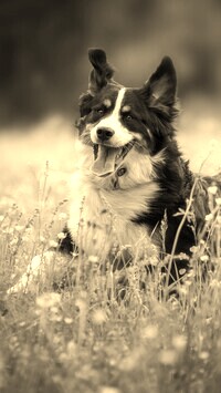Szary + Sepia