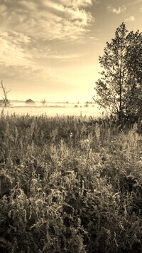 Szary + Sepia