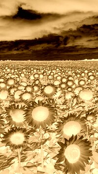 Sepia + Negatyw