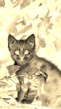Sepia + Negatyw