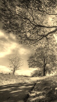Szary + Sepia