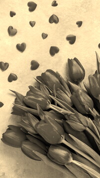 Szary + Sepia