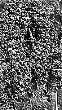 Skamielina