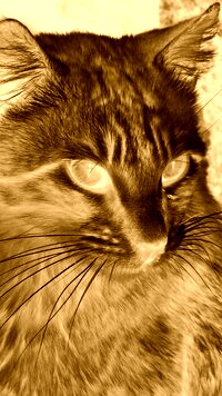Sepia + Negatyw
