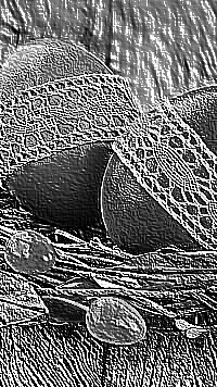 Skamielina