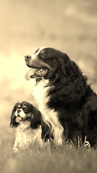 Szary + Sepia