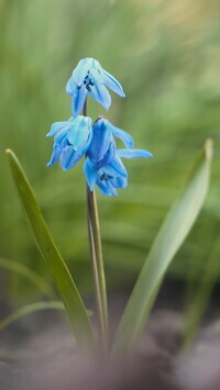 Oryginalny obrazek
