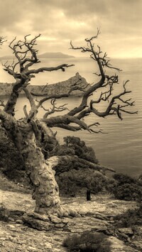 Szary + Sepia