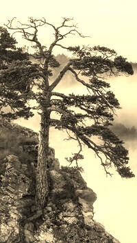 Szary + Sepia