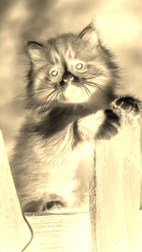 Sepia + Negatyw
