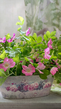 Oryginalny obrazek