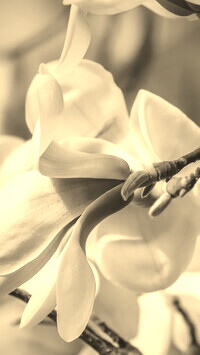 Szary + Sepia