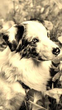 Szary + Sepia