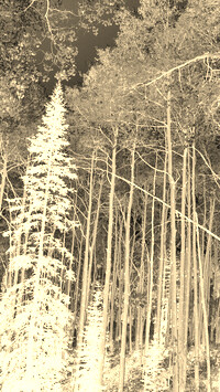 Sepia + Negatyw